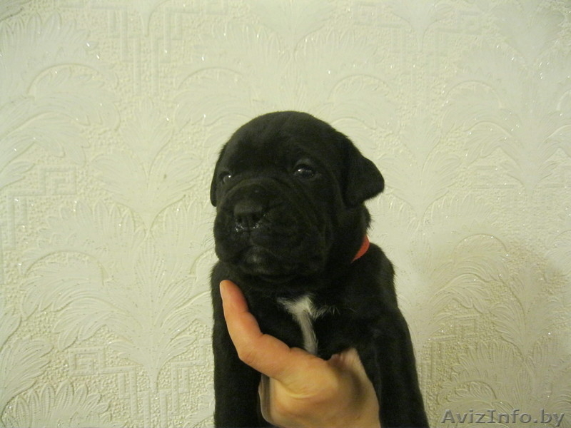 Щенки Кане корсо - Изображение #1, Объявление #425234