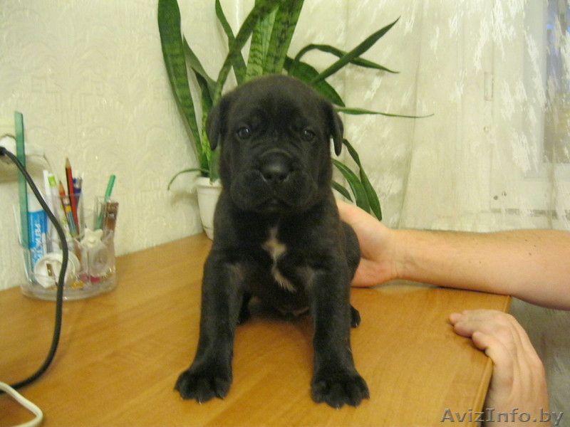 Щенки Кане корсо - Изображение #2, Объявление #425234