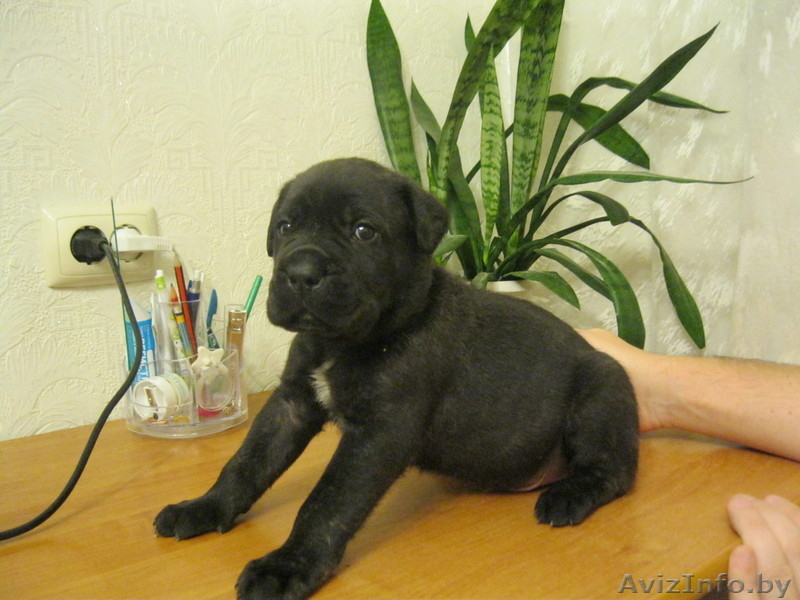 Щенки Кане корсо - Изображение #3, Объявление #425234