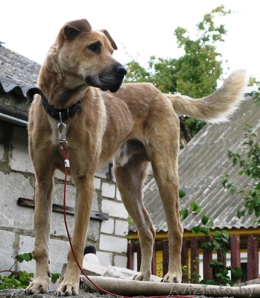 Деймонд - метис шарпея – в хорошие руки! - Изображение #2, Объявление #456102