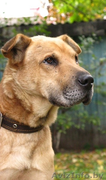 Деймонд - метис шарпея – в хорошие руки! - Изображение #1, Объявление #456102