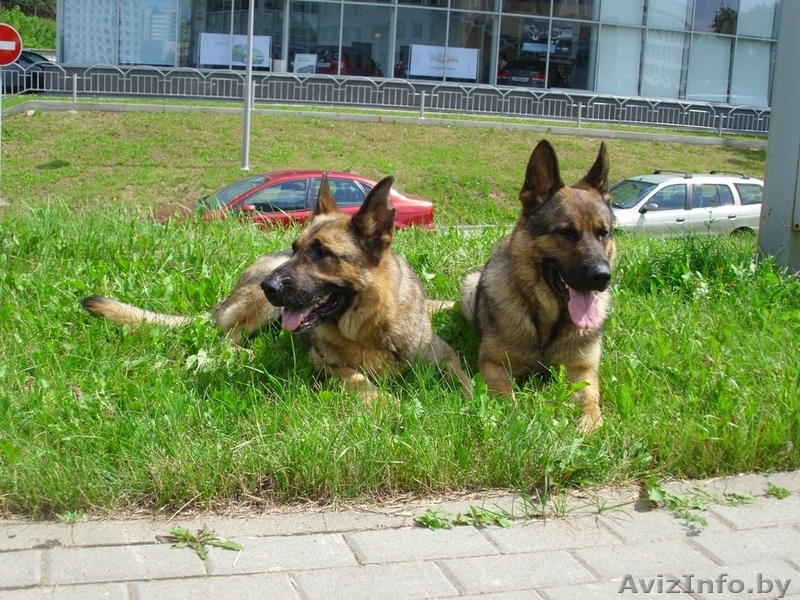 Щенки немецкой овчарки ГДР линии от профессионального кинолога - Изображение #3, Объявление #426247