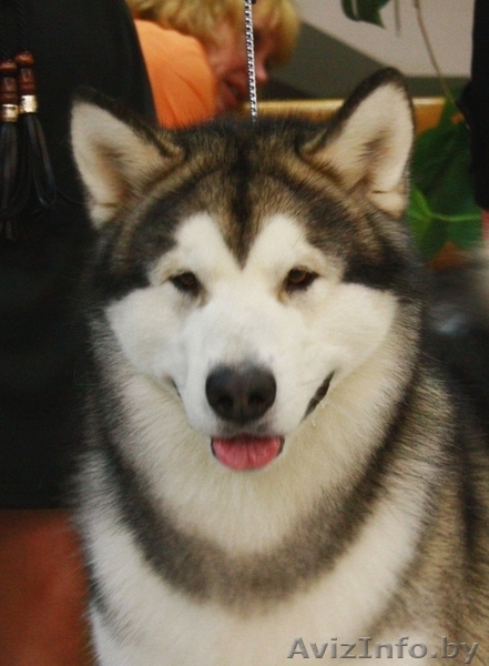Аляскинский маламут - щенки - Изображение #2, Объявление #412622