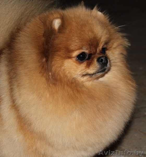 Померанский шпиц (карликовый) - Изображение #1, Объявление #437120