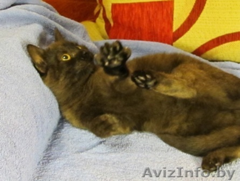 ДАР. Милые котята ищут заботливый хозяев! - Изображение #7, Объявление #427464