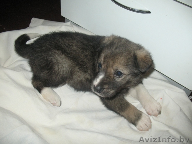   Месячный чудо-щенок в дар! - Изображение #3, Объявление #428687