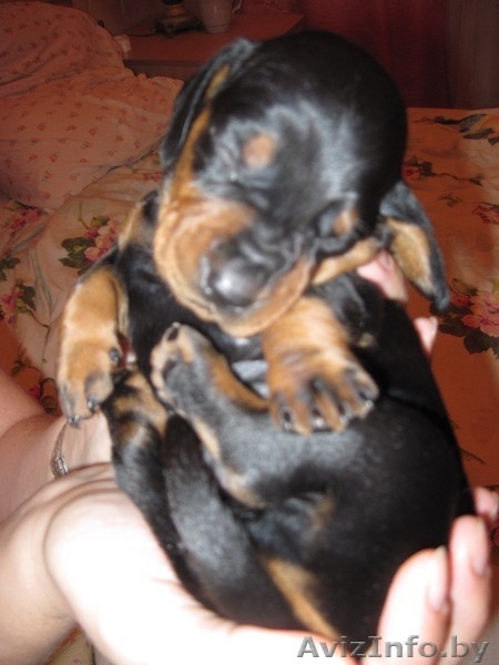 Щенки таксы ищют любищих хозяев - Изображение #2, Объявление #435140