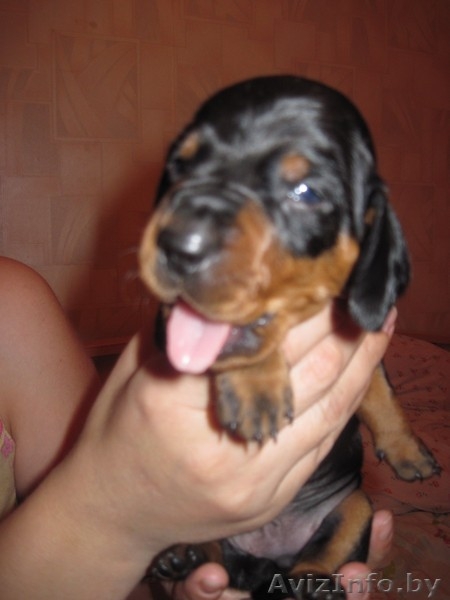 Щенки таксы ищют любищих хозяев - Изображение #1, Объявление #435140