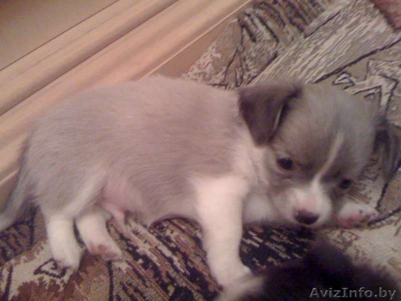 продаются щенки чихуа-хуа - Изображение #5, Объявление #430046