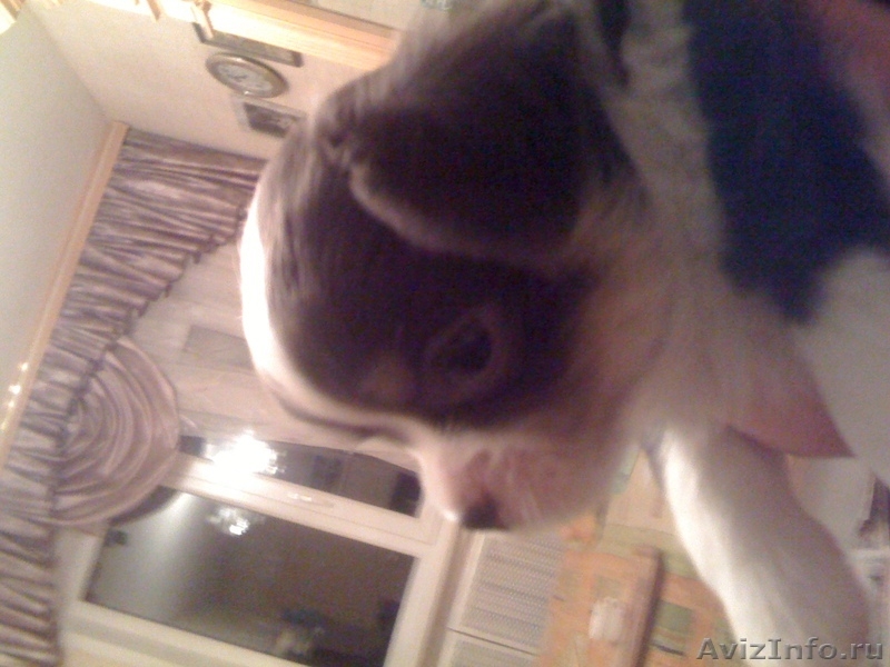 продаются щенки чихуа-хуа - Изображение #7, Объявление #430046