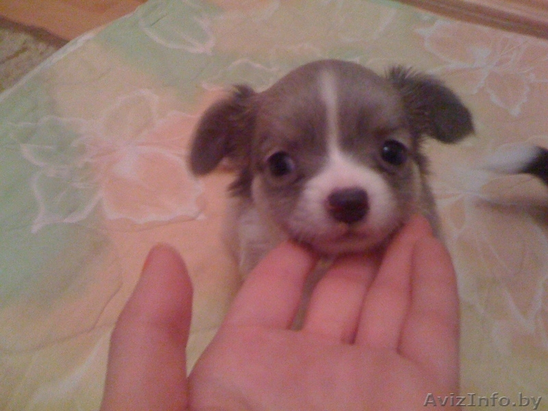 продаются щенки чихуа-хуа - Изображение #1, Объявление #430046