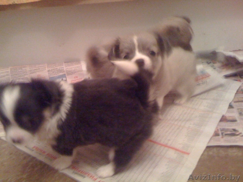 продаются щенки чихуа-хуа - Изображение #8, Объявление #430046