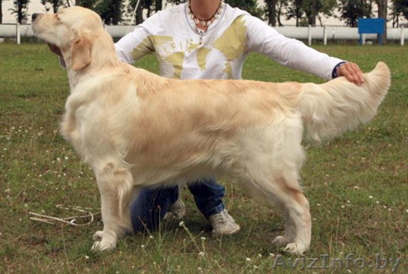 Голден (золотистого) ретривера щенки от выездной вязки - Изображение #4, Объявление #435172