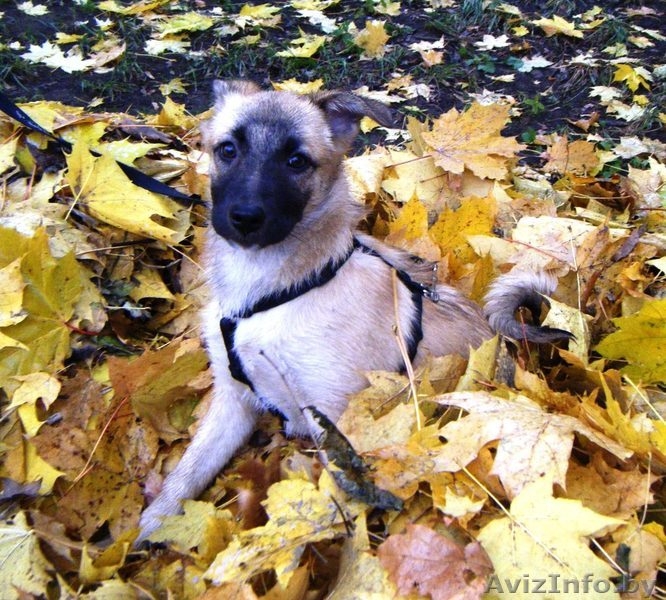Ласковый овчаристый щенок в дар ! - Изображение #4, Объявление #426246