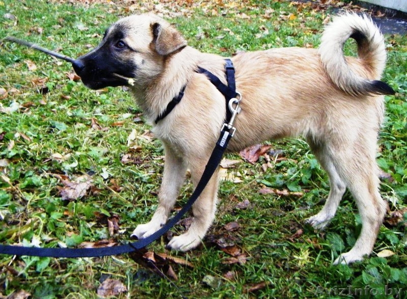 Ласковый овчаристый щенок в дар ! - Изображение #3, Объявление #426246