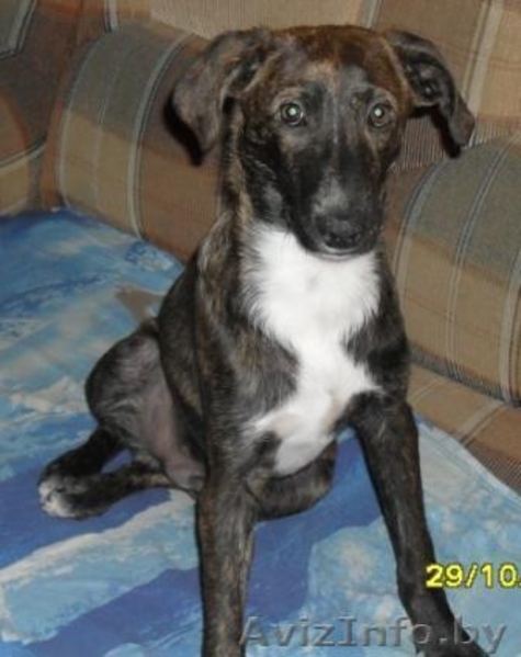 Щенок ждёт любящего хозяина - Изображение #2, Объявление #446597