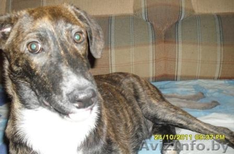 Щенок ждёт любящего хозяина - Изображение #3, Объявление #446597