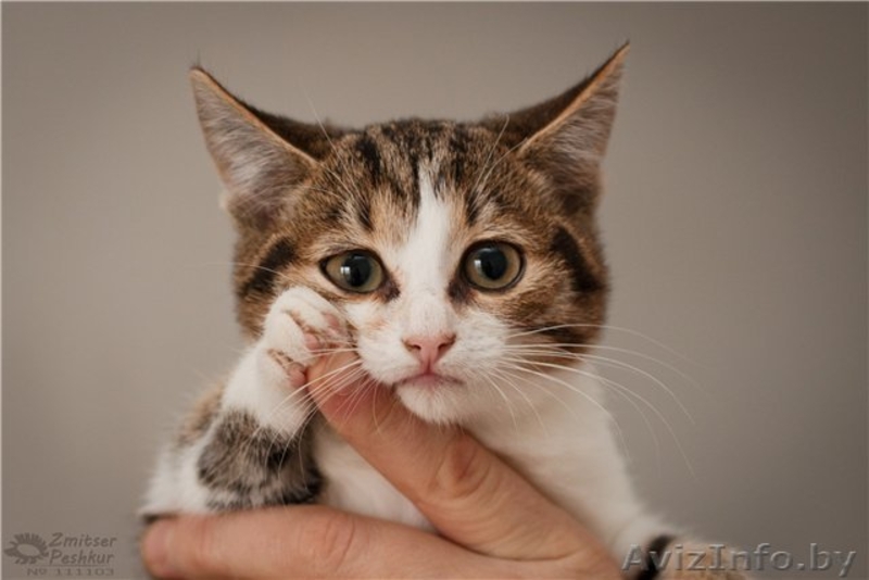 Разные красивые котятки в дар! - Изображение #1, Объявление #432308