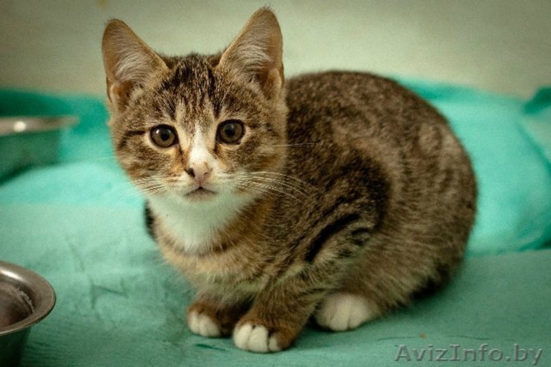 Разные красивые котятки в дар! - Изображение #3, Объявление #432308