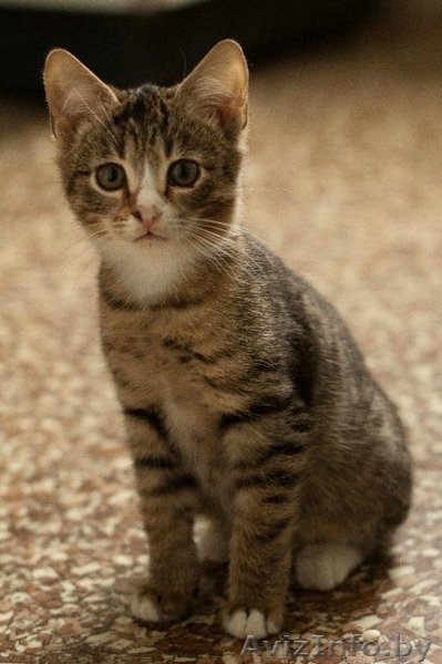 Разные красивые котятки в дар! - Изображение #5, Объявление #432308