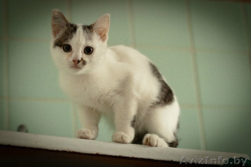 Разные красивые котятки в дар! - Изображение #2, Объявление #432308