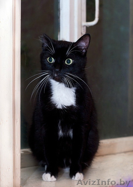 Марта – кошечка окраса «домино» в дар! - Изображение #1, Объявление #442525