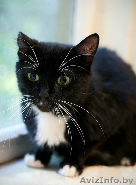 Марта – кошечка окраса «домино» в дар! - Изображение #2, Объявление #442525