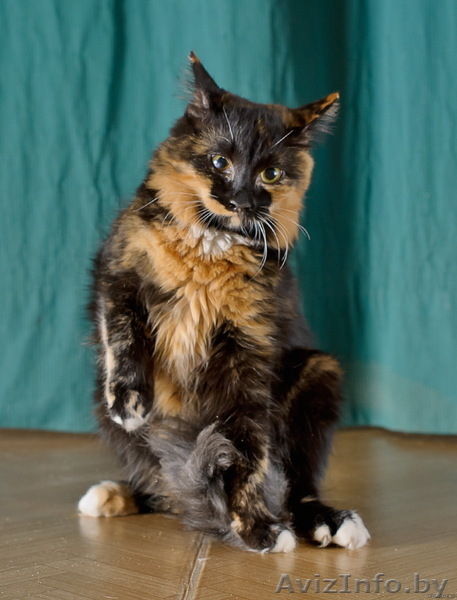 Мика – трёхцветка ищет дом! - Изображение #2, Объявление #429110