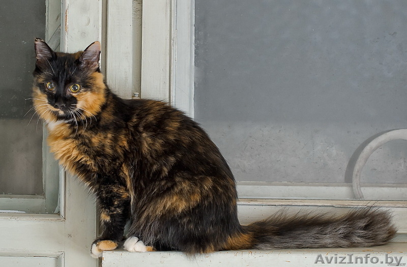 Мика – трёхцветка ищет дом! - Изображение #1, Объявление #429110