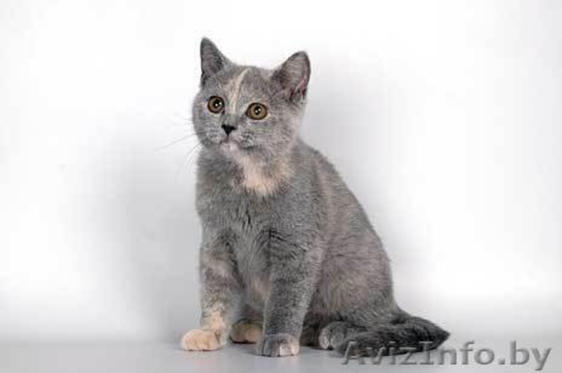 Мягкие и пушистые любимцы - Изображение #3, Объявление #434686