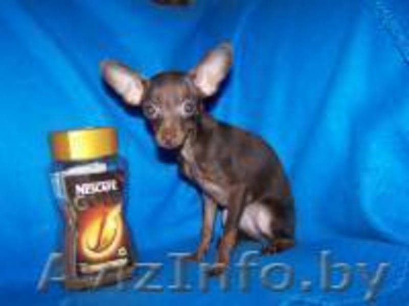 Профессиональный питомник той-терьеров КСУ-FCI, щенки, вязки, доставка - Изображение #2, Объявление #430741