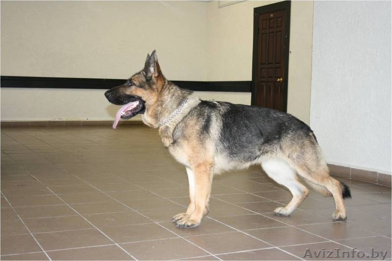 Щенки немецкой овчарки ГДР линии от профессионального кинолога - Изображение #4, Объявление #426247