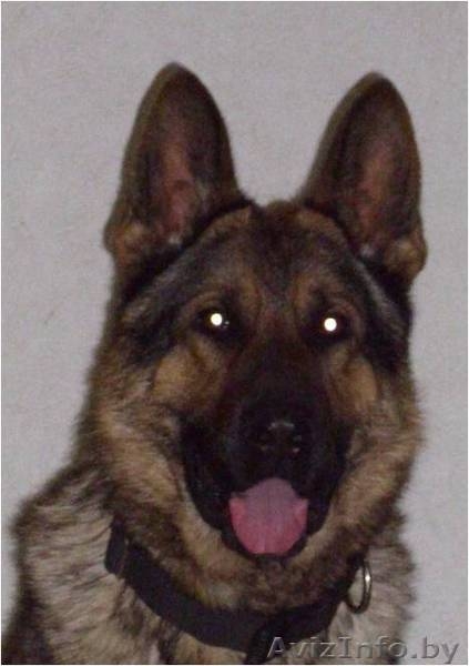 Щенки немецкой овчарки ГДР линии от профессионального кинолога - Изображение #5, Объявление #426247