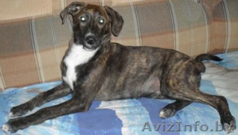 Щенок ждёт любящего хозяина - Изображение #4, Объявление #446597