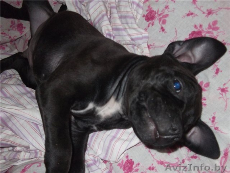 Щенок стаффордширского терьера. - Изображение #2, Объявление #428556