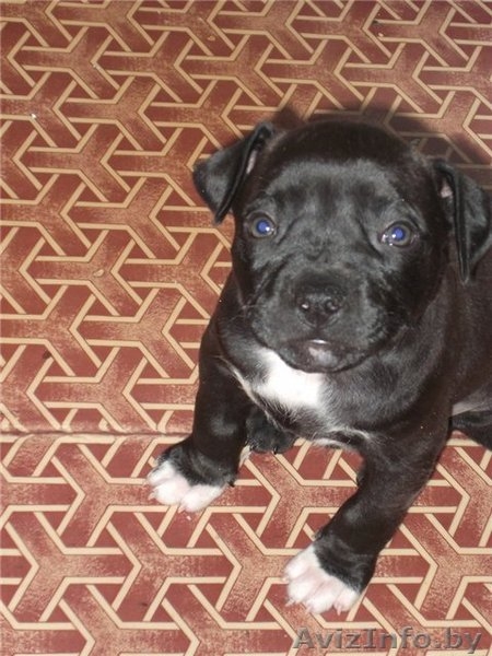 Щенок стаффордширского терьера. - Изображение #1, Объявление #428556