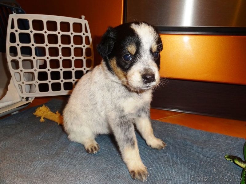 Ищет дом маленькая девочка-щеночек! - Изображение #1, Объявление #451614