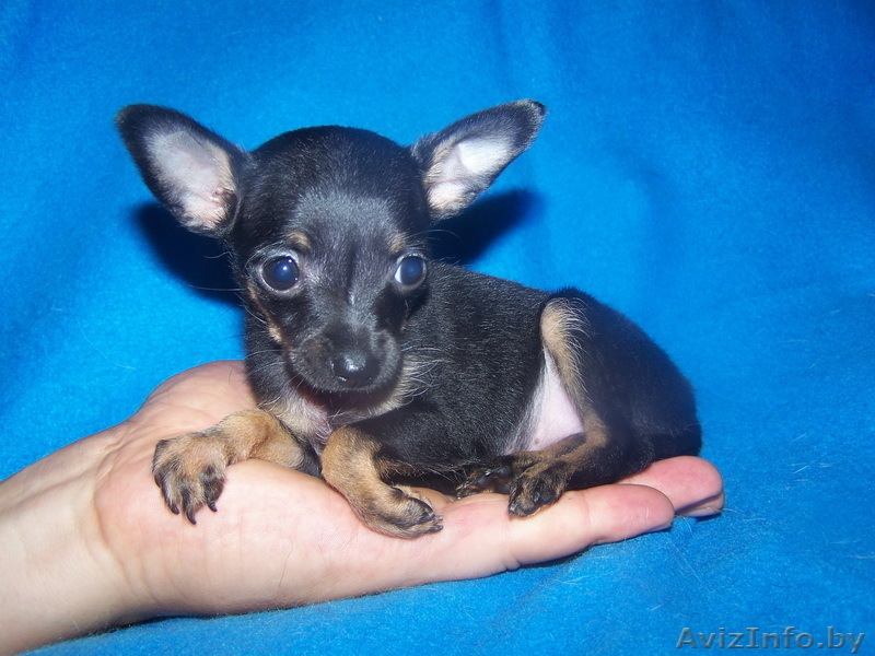 Профессиональный питомник той-терьеров КСУ-FCI, щенки, вязки, доставка - Изображение #1, Объявление #430741