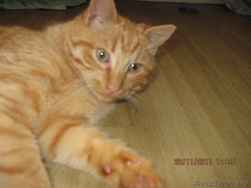 Котенок в дар!!! - Изображение #2, Объявление #454746