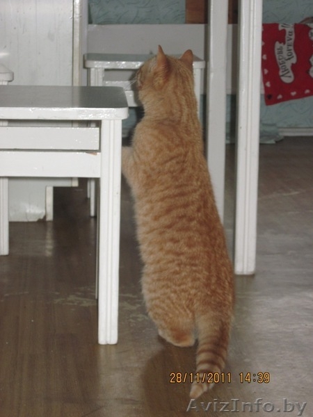 Котенок в дар!!! - Изображение #4, Объявление #454746