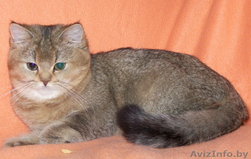 Британские и Шотландские вислоухие котята Серебристая и Золотая Шиншил - Изображение #2, Объявление #430739