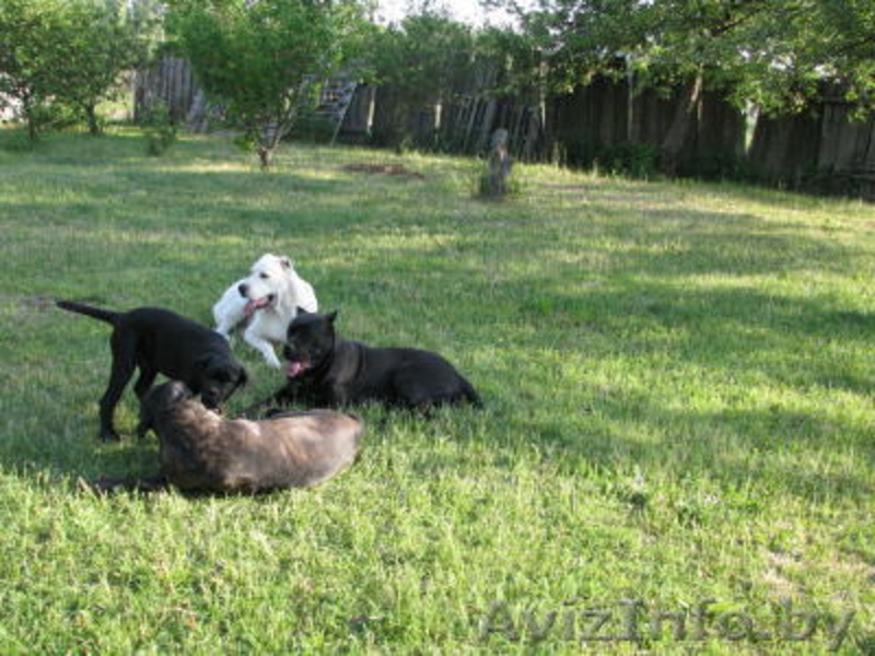 Щенки кане корсо от  импортированных родителей! - Изображение #2, Объявление #478230