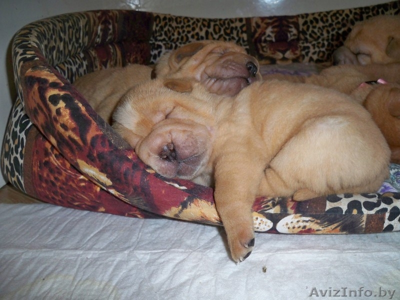 шар-пея щенки С РОДОСЛОВНОЙ - Изображение #1, Объявление #478351