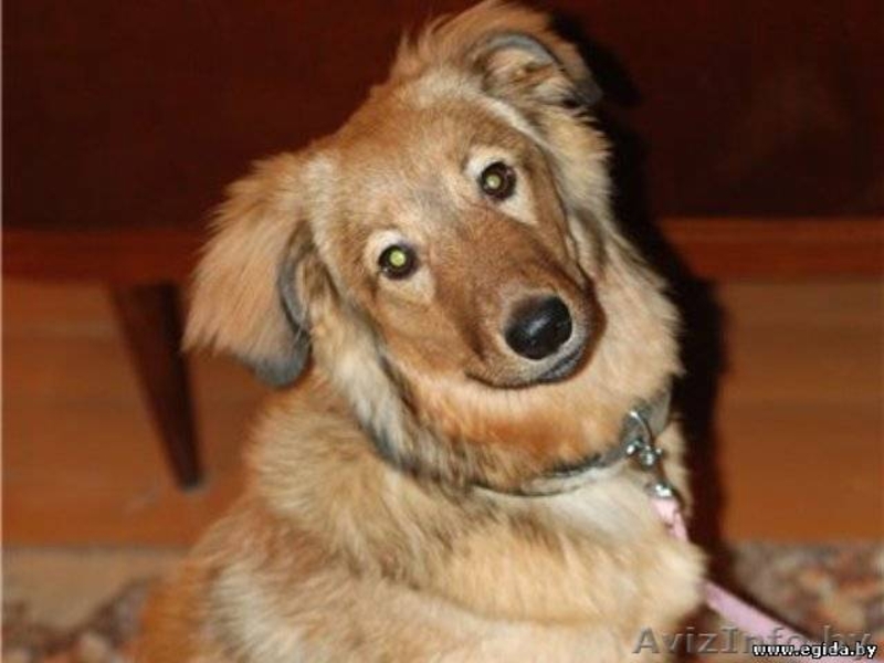 Красотка Сержи в добрые руки - Изображение #1, Объявление #465579