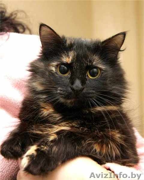 Пушистая кошечка Маркиза в дар! - Изображение #1, Объявление #460982