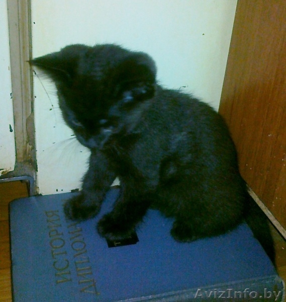 Отдам черного котенка в добрые руки - Изображение #1, Объявление #482992