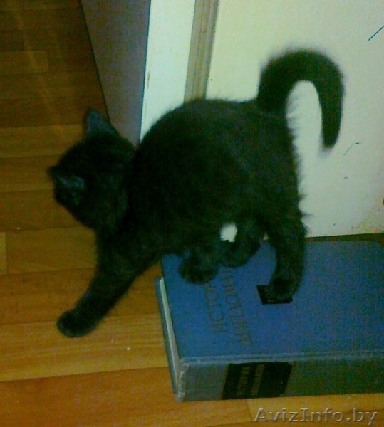 Отдам черного котенка в добрые руки - Изображение #2, Объявление #482992