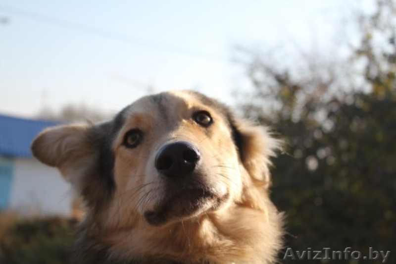 Верный друг даром    - Изображение #1, Объявление #469486