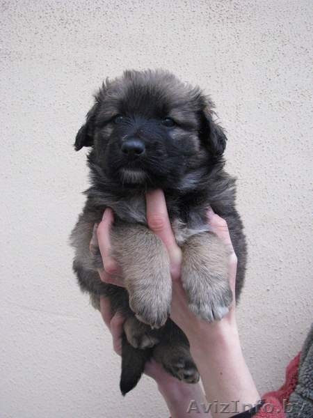 Четыри красавицы в дар - Изображение #1, Объявление #472116