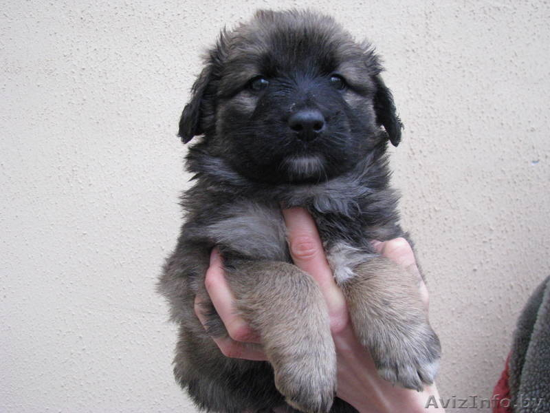 Четыри красавицы в дар - Изображение #2, Объявление #472116